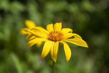 Sarı Meksika ayçiçeği