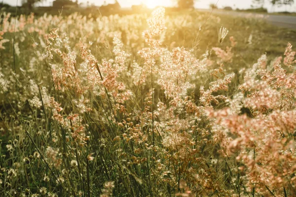 Herbe de fleur avec fond de coucher de soleil . — Photo