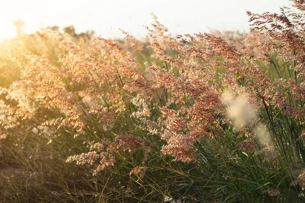 Herbe de fleur avec fond de coucher de soleil . — Photo