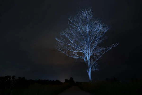 Śmierć drzewo w nocy z niebieskim światłem na gałęzi. — Zdjęcie stockowe