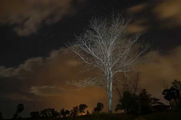 De boom van de dood in de nacht met licht op de tak. — Stockfoto