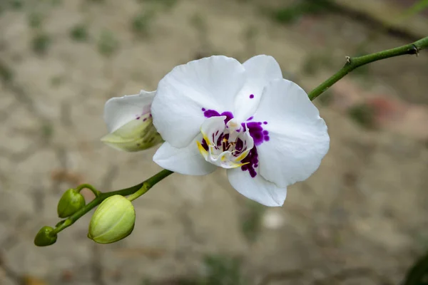 Orchidea bianca del fiore di Phalaenopsis . — Foto Stock