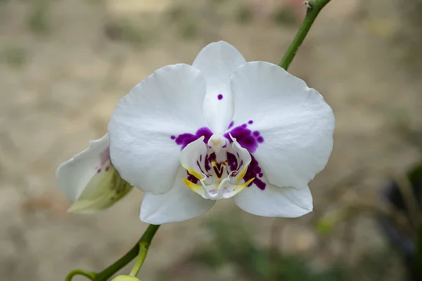 Orquídea branca de flor de Phalaenopsis . — Fotografia de Stock