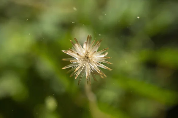 Мягкий фокус семена кнопок пальто или мексиканские ромашки цветок — стоковое фото