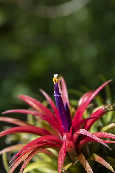 Close up tillandsia air plant with flower. — Stock Photo, Image
