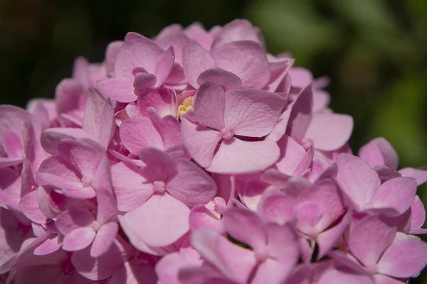 Rosa Hortensienblüte. — Stockfoto