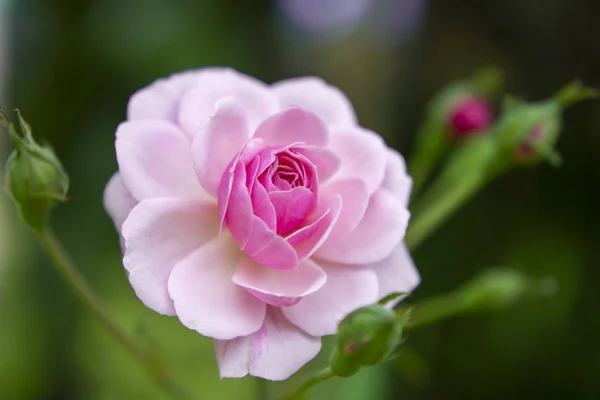 De cerca rosa de Damasco Rosa flor —  Fotos de Stock