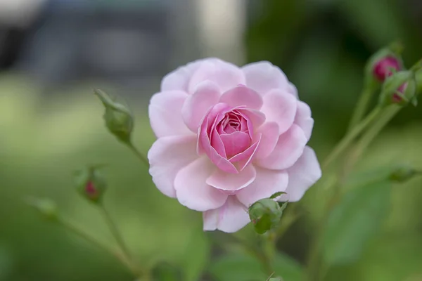 Gros plan rose de Damas Rose fleur — Photo