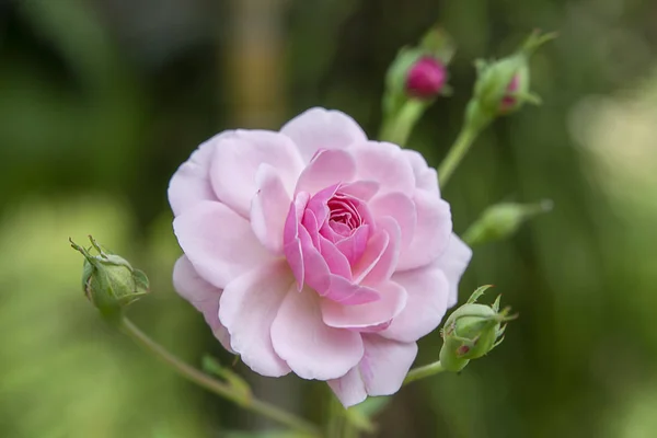 Zavřít růžovou květinu z Damask — Stock fotografie