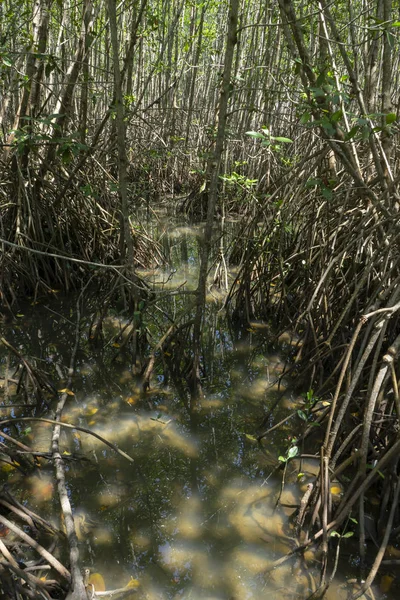 Sentiero forestale delle mangrovie — Foto Stock