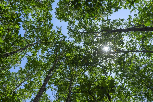 Sendero del bosque de manglares — Foto de Stock