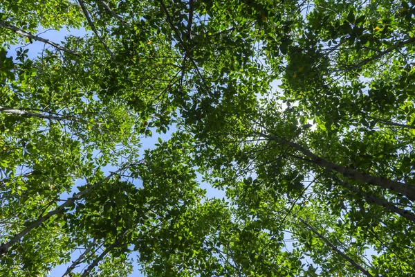 Мангровый лесной тропа — стоковое фото