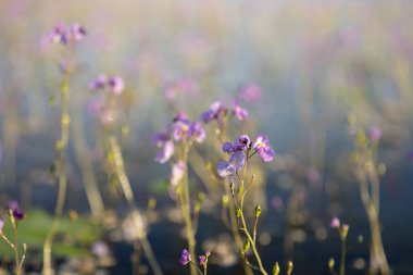 Utricularia warburgii, Lentibulariaceae