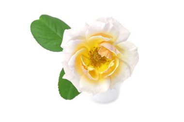 Yumuşak turuncu gül çiçek yakın çekim.