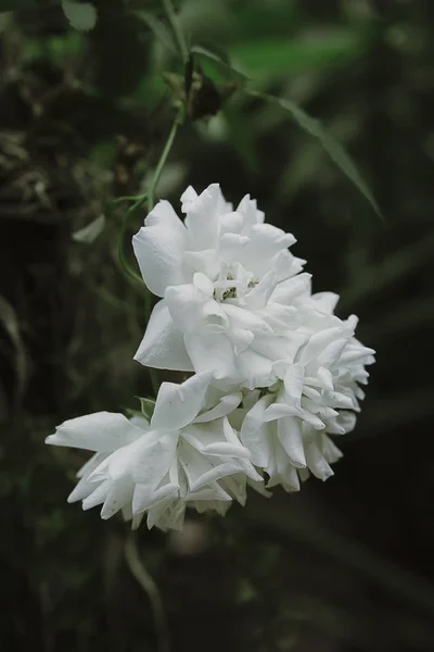 Primo piano bouquet di fiore di rosa bianca . — Foto Stock
