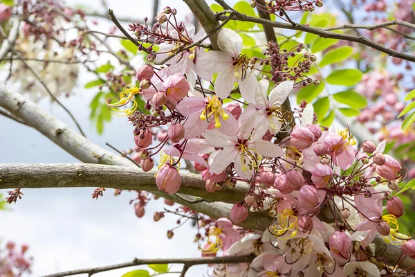 Růžový květ Wishing Tree — Stock fotografie