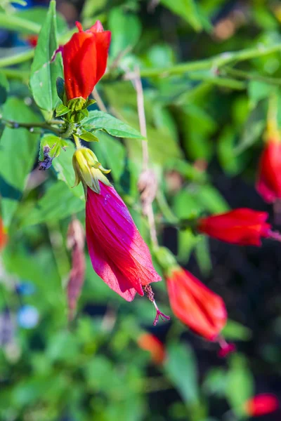 Hibiscus, Chińska Róża, kwiat buta — Zdjęcie stockowe