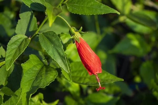 Hibiscus, Chinese roos, schoen bloem — Stockfoto