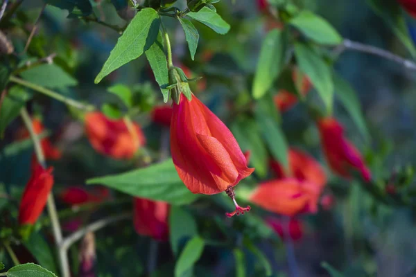 Hibiscus, Chińska Róża, kwiat buta — Zdjęcie stockowe