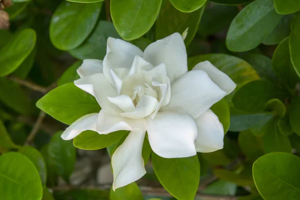 White Gardenia flower or Cape Jasmine.