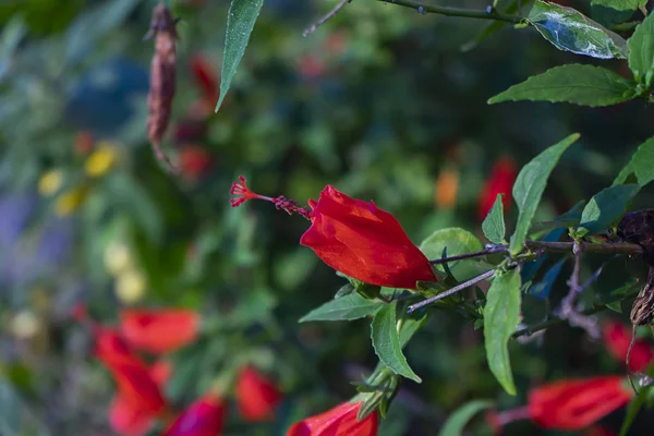 Hibiskus, kinesisk ros, sko blomma — Stockfoto