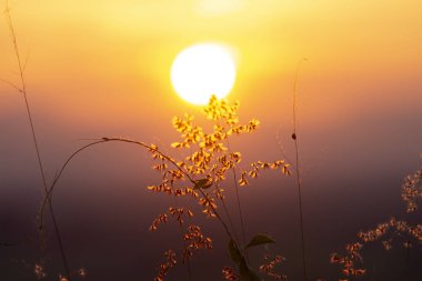 Gün batımı arka plan ile çimen çiçek.