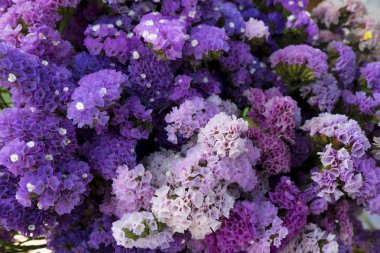 Marsh Rosemary yumuşak odak görüntüsü