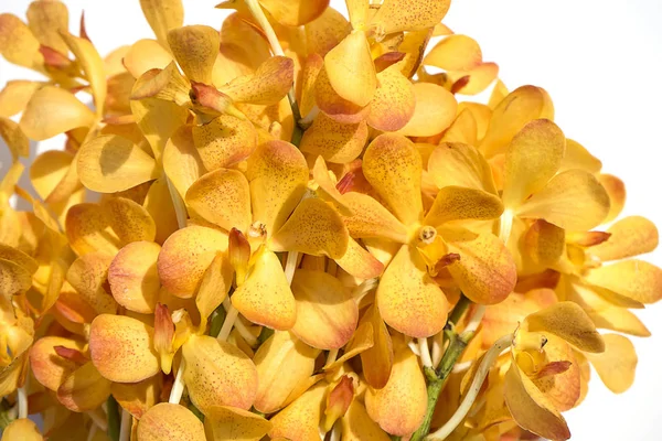 Schöne orangefarbene Orchideenblume. — Stockfoto