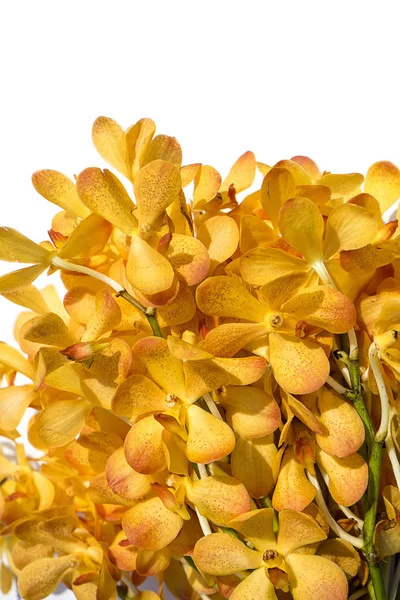 Schöne orangefarbene Orchideenblume. — Stockfoto