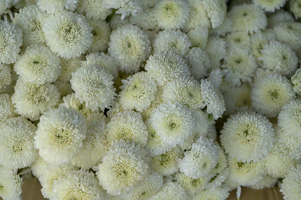 Close up white Chrysanthemum flower background — Stock Photo, Image