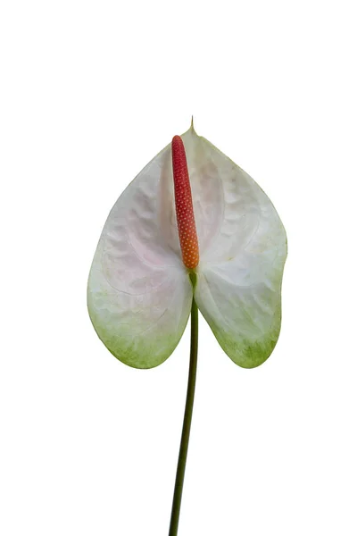 Primer plano flor de Anthurium sobre fondo blanco . — Foto de Stock