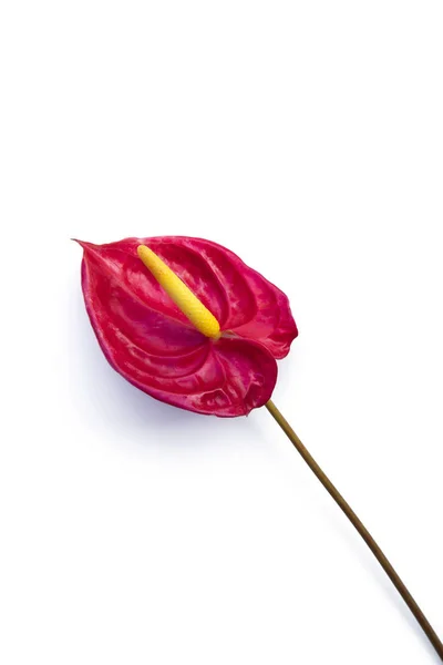 Primer plano flor de Anthurium sobre fondo blanco . — Foto de Stock