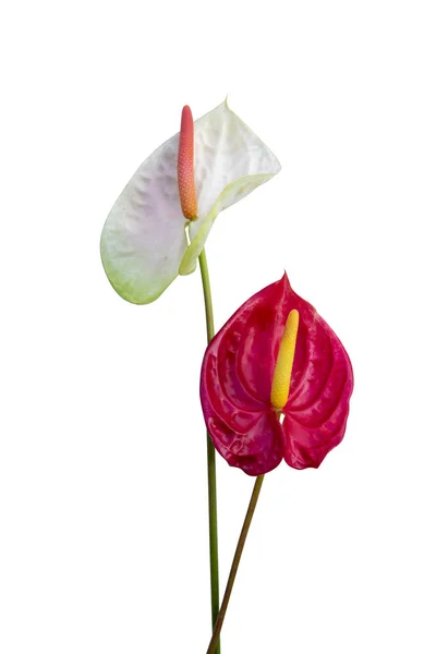Närbild Anthurium blomma på vit bakgrund. — Stockfoto