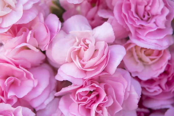 Close up petal of pink Carnation flower background. — Stock Photo, Image