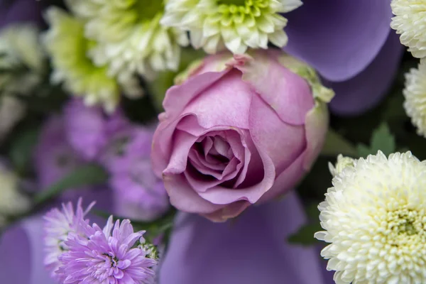 Close up of rose flower — Stock Photo, Image