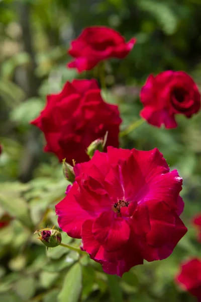 Gros plan rouge de Floribunda rose fleur — Photo