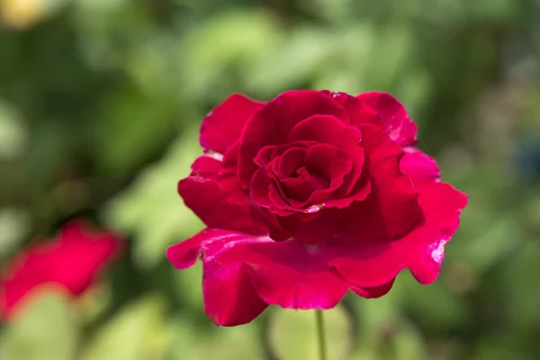Detailní záběr červená Floribunda růže květ — Stock fotografie