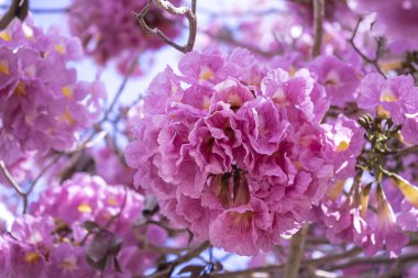 pembe trompet çiçek.