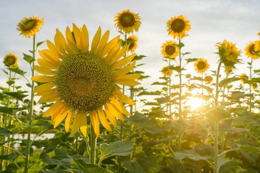 Ayçiçeği arka plan.