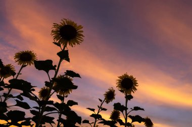 Alacakaranlık gökyüzü ile ayçiçeği Siluet.