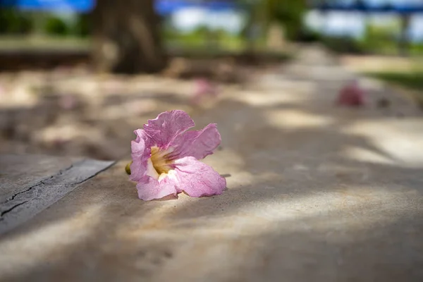 Fiore di tromba rosa . — Foto Stock