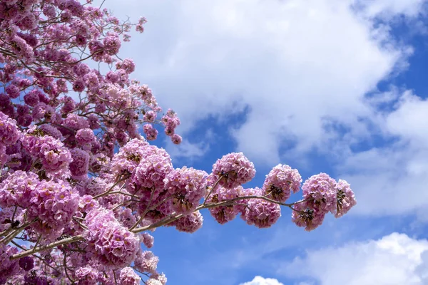 Rosafarbene Trompetenblume. — Stockfoto