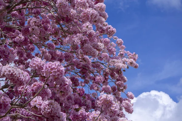 Fiore di tromba rosa . — Foto Stock