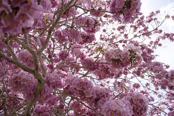 ピンクのトランペットの花. — ストック写真