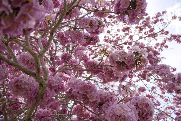 Fiore di tromba rosa . — Foto Stock