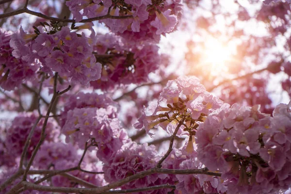 Fiore di tromba rosa . — Foto Stock