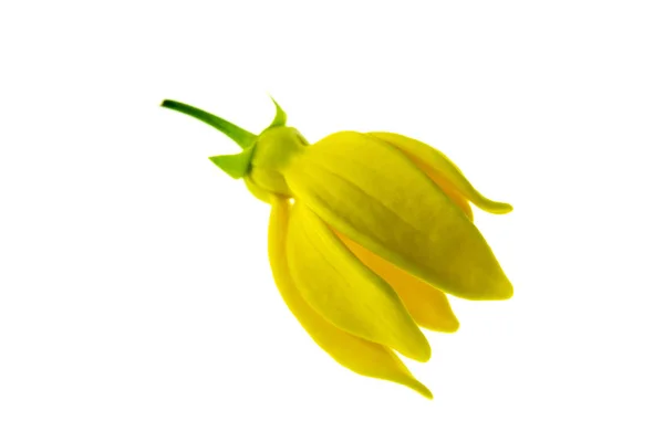 Fleur de bhandari (Artabotrys siamensis) ) — Photo