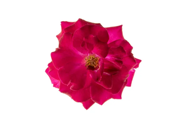 Primer plano rojo de Floribunda rosa flor — Foto de Stock