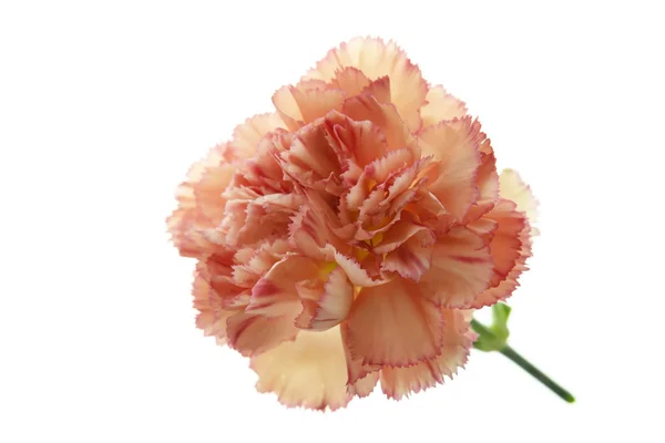 Nahaufnahme von rosa Nelkenblüte — Stockfoto