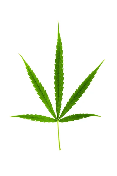 Marijuana leaves isolate on white background — Stock Photo, Image